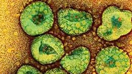 Virút corona có thể gây đại dịch